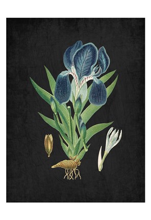 Framed Blue Iris 3 Print