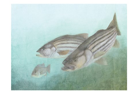 Framed Fish Family Print