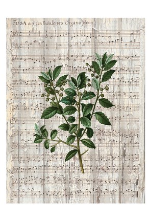 Framed Musical Botanical 2 Print