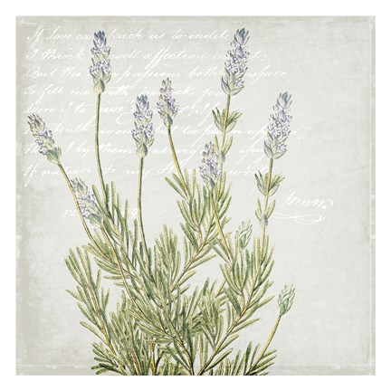 Framed Lavender 1 Print