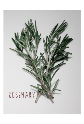 Framed Time-Honored Rosemary 1 Print