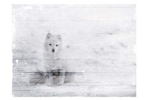Framed White Fox In The Distance Print