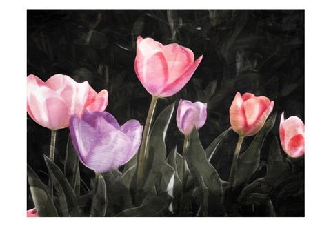 Framed Tulips In The Dark Print