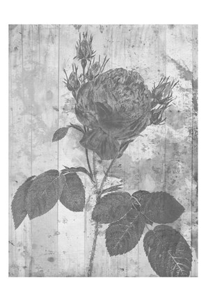 Framed Black Rose In My Garden Print