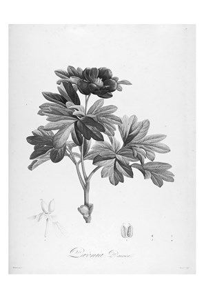 Framed Botanical Eclipse 1 Print