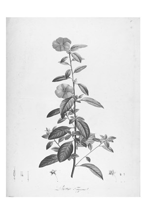 Framed Botanical Eclipse 3 Print