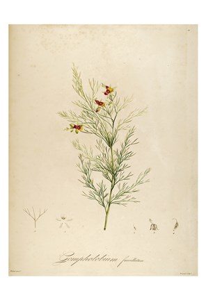 Framed Vintage Botanical Print