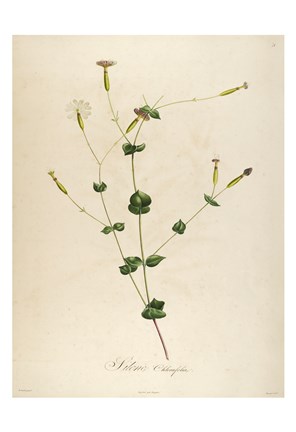 Framed Vintage Botanical 178 Print