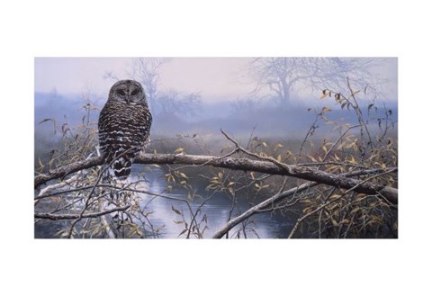 Framed Autumn Mist - Barred Owl Print