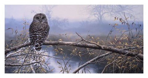 Framed Autumn Mist - Barred Owl Print