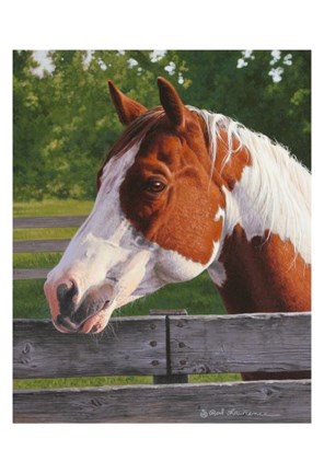 Framed Shotzie - Horse Portrait Print