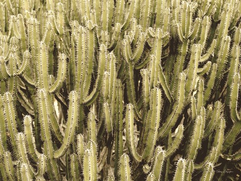 Framed Full of Cactus Print