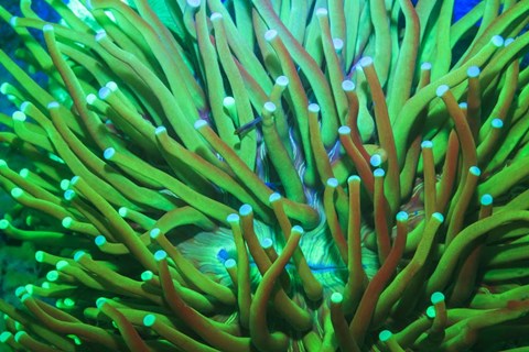 Framed Day Fluorescing Print