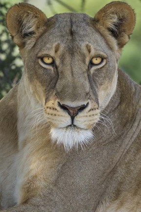 Framed African Lion, Mashatu Reserve, Botswana Print