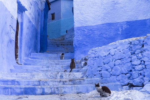 Framed Cats in an Alley, Chefchaouen, Morocco Print