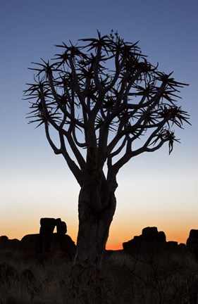 Framed Quiver Tree Forest, Kokerboom at Sunset, Keetmanshoop, Namibia Print