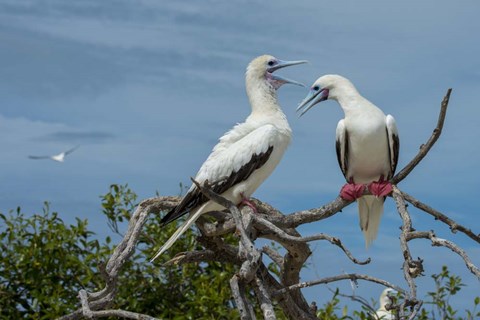 Framed Pair of Red-Footed Boobies, Seychelles Print