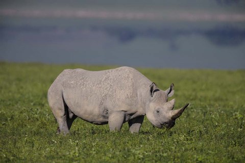 Framed Black Rhinoceros at Ngorongoro Crater, Tanzania Print