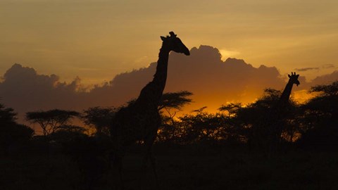 Framed Masai Giraffes at Sunset at Ndutu, Serengeti National Park, Tanzania Print