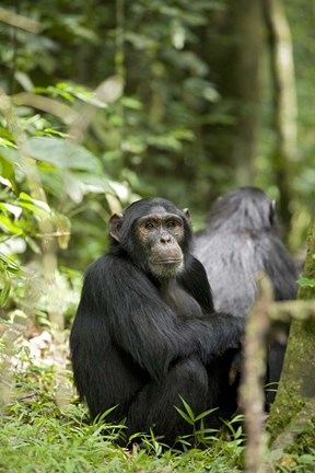 Framed Uganda, Kibale National Park, Young Male Chimpanzee Print