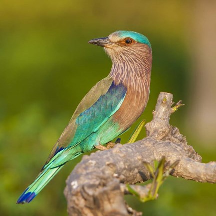 Framed Bandhavgarh Tiger Reserve Print