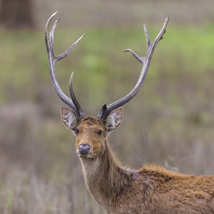 Framed Southern Wwamp Deer at Kanha Tiger reserve, India Print