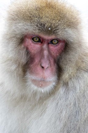 Framed Portrait of a Monkey, Japan Print