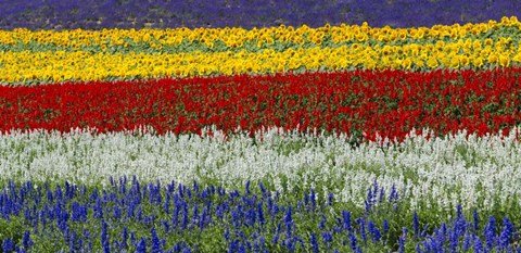 Framed Colorful Flowers, Furano, Hokkaido, Japan Print