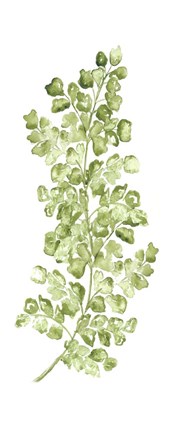 Framed Botanical Fern Single IV Print