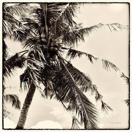 Framed Palm Tree Sepia II Print