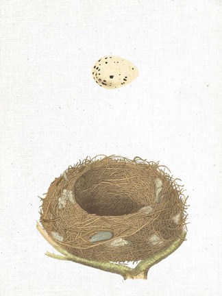 Framed Spring Nest III Print