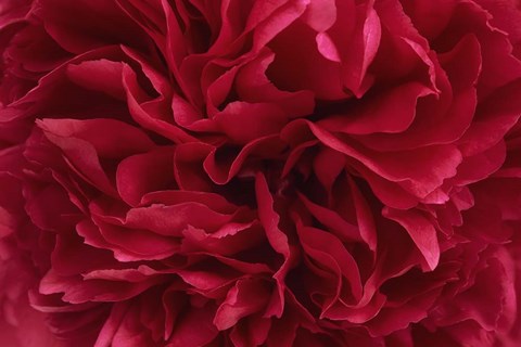 Framed Carmine Red Peony Flower Print