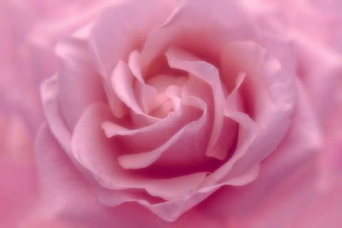 Framed Rose Pink Rose Print