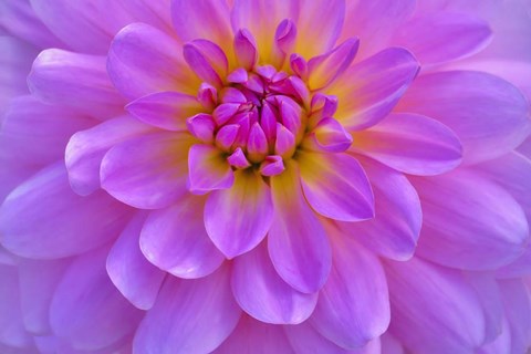 Framed Violet-Pink Dahlia Flower Print