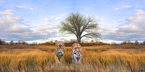 Framed Wild Cats Print