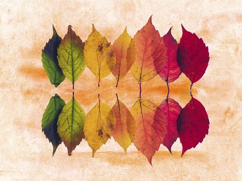 Framed Color Of Autumn Print