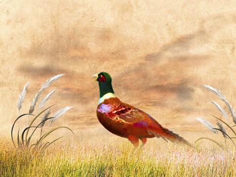 Framed Red Bird Print