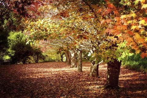 Framed Autumn Walk Print