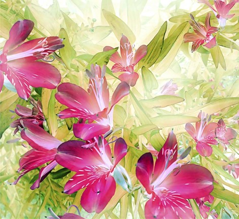 Framed Lily Garden Print