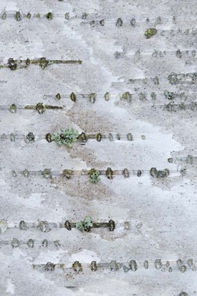 Framed Birch Bark Print