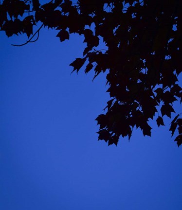 Framed Blue Maple Silhouette Print
