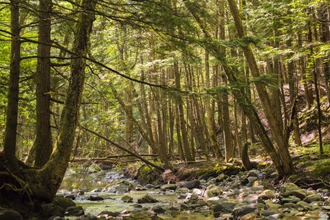 Framed Charles Brown Brook Print