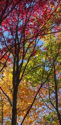 Framed Color Blend Print