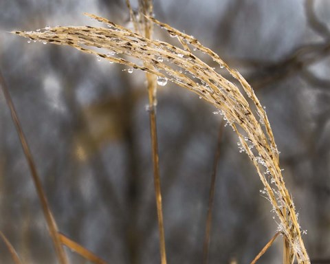 Framed Delicate Dew Print