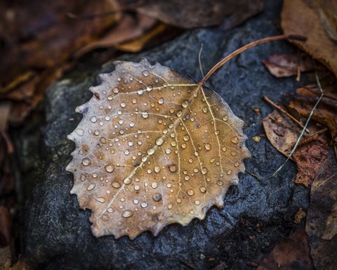 Framed Dew Drops Print
