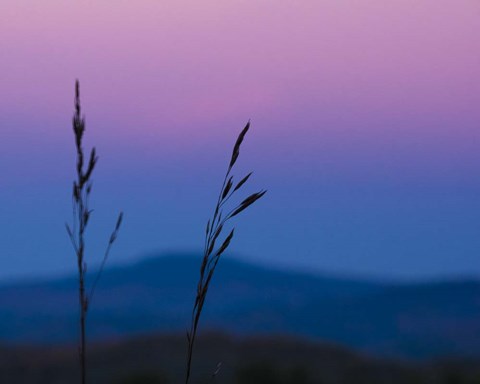 Framed Dusk In A Field Print