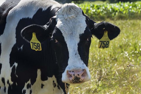 Framed Holstein Cow Print