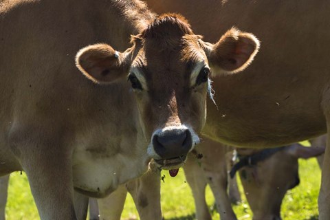 Framed Jersey Cow Print