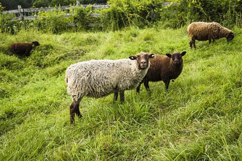 Framed Peeping Sheep Print