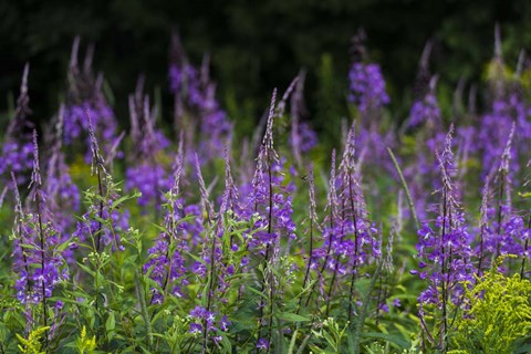 Framed Purple Pollen Print
